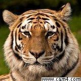 dertiger06 from Germany